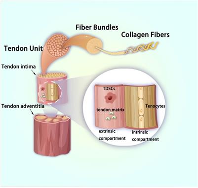 Role of tendon-derived stem cells in tendon and ligament repair: focus on tissue engineer